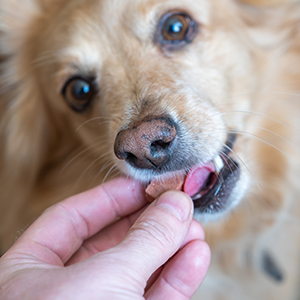 A person feeding a dog a treat by hand, with the dog eagerly taking it.